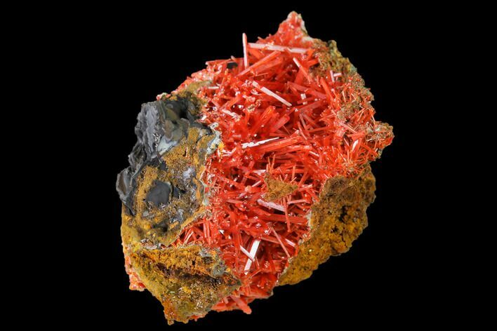 Bright Orange Crocoite Crystal Cluster - Tasmania #171630